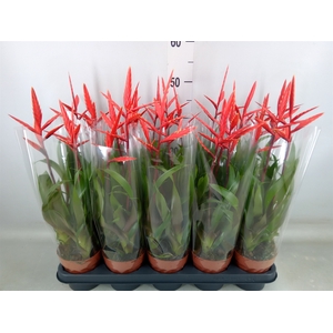 Vriesea  'Elan'