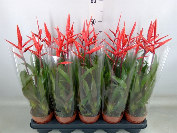<h4>Vriesea  'Elan'</h4>