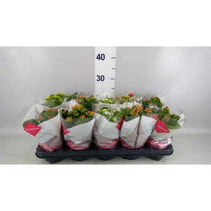 KALANCHOE BLOS.
