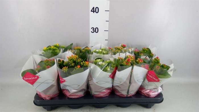 <h4>KALANCHOE BLOS.</h4>