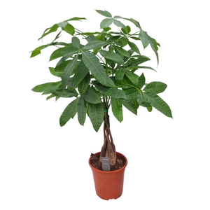PACHIRA AQUATICA