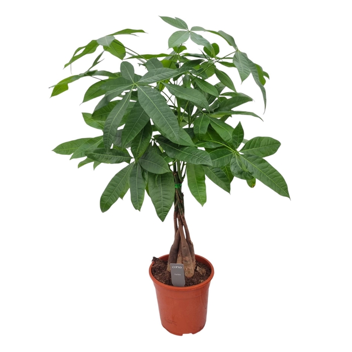<h4>PACHIRA AQUATICA</h4>