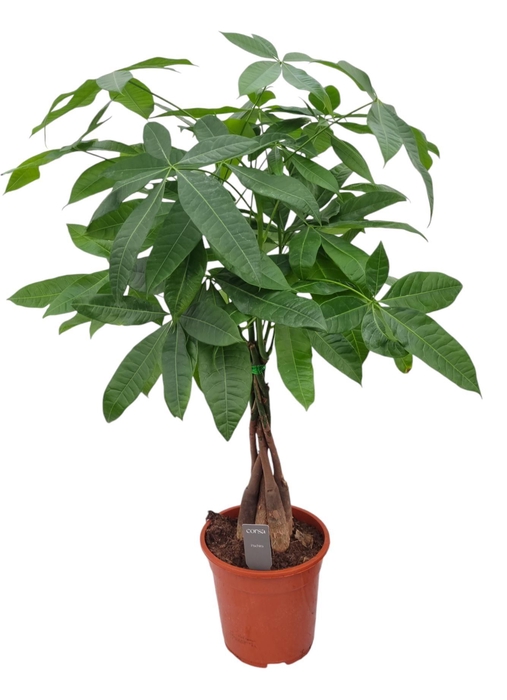 <h4>PACHIRA AQUATICA</h4>
