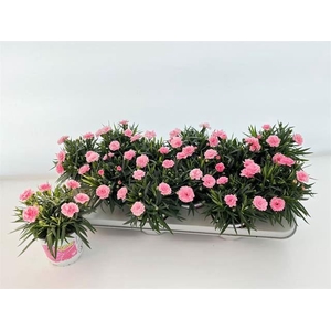 Dianthus  'I Love U'