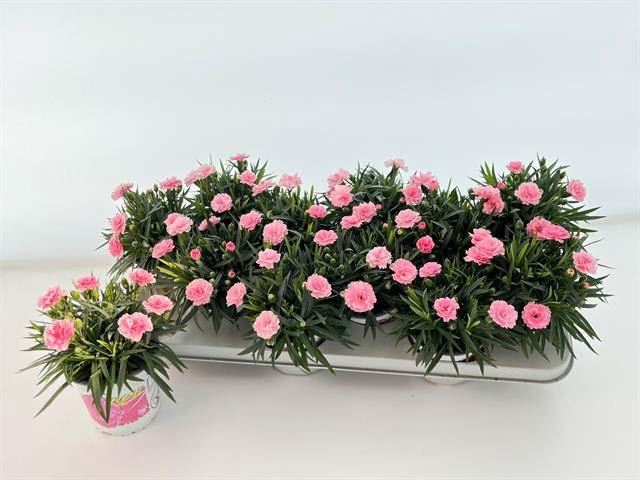 <h4>Dianthus  'I Love U'</h4>