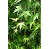 Acer palmatum