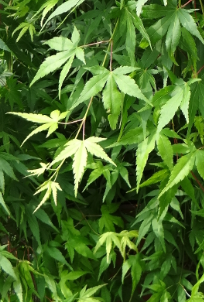 Acer palmatum