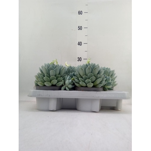 Pachyphytum  'Corvus'