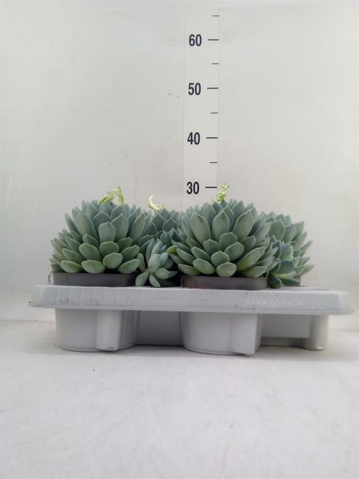 <h4>Pachyphytum  'Corvus'</h4>