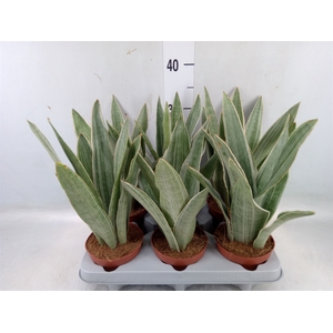 Sansevieria trifa.   ...