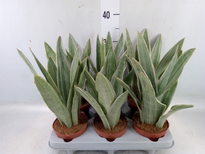 <h4>Sansevieria trifa.   ...</h4>