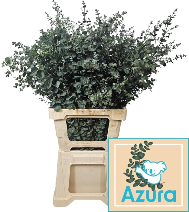 <h4>EUCA GU AZURA</h4>