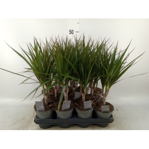 Dracaena marg.