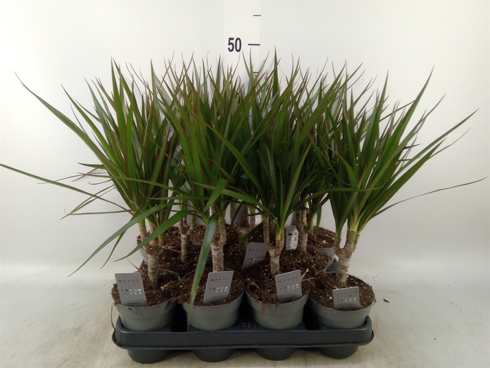 <h4>Dracaena marg.</h4>
