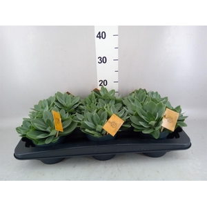 Senecio cephal. 'Mountain Fire'