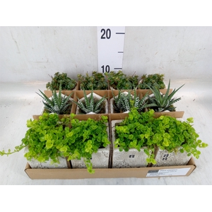 Arr.   Kamerplant Groen L%