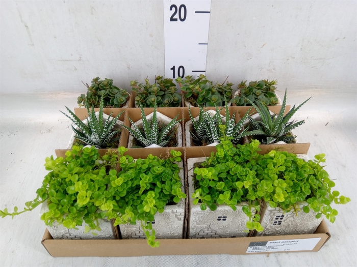 <h4>Arr.   Kamerplant Groen L%</h4>