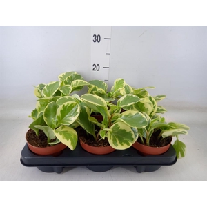 Peperomia obt. 'Variegata'