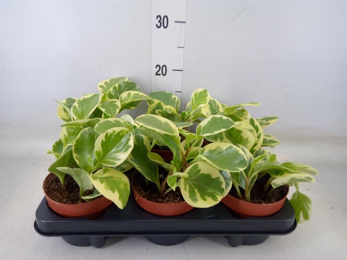 <h4>Peperomia obt. 'Variegata'</h4>