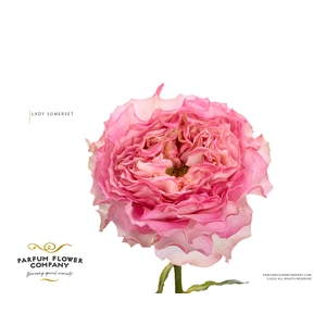 Rosa Garden Lady Somerset