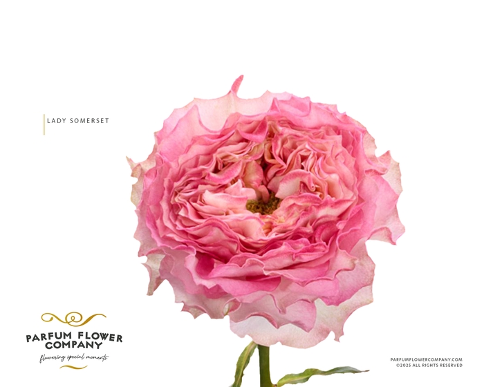 <h4>Rosa Garden Lady Somerset</h4>