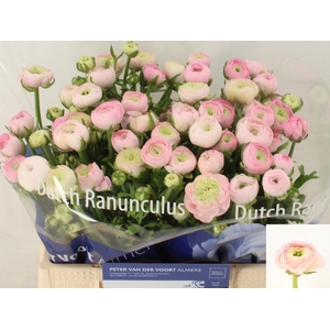 Ran Elegance Pink Peter Voort