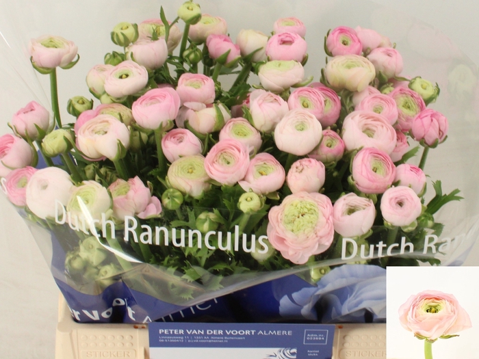 <h4>Ran Elegance Pink Peter Voort</h4>