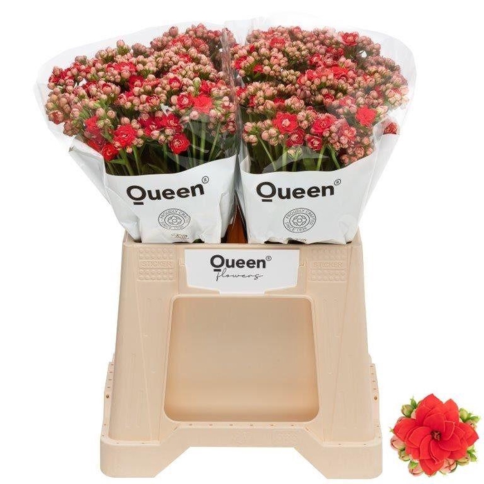 <h4>Kalanchoe Red Meadow</h4>