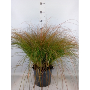 Carex testacea 'Prairie Fire'