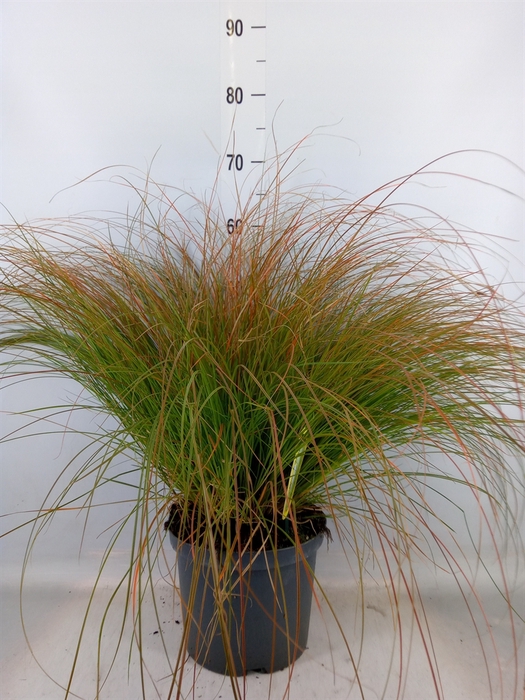 <h4>Carex testacea 'Prairie Fire'</h4>