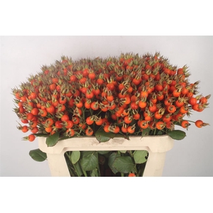 Rosa Pumpkin Orange