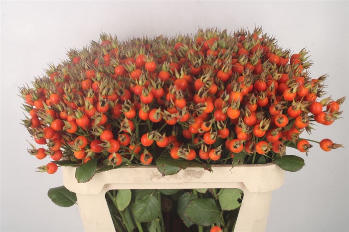 <h4>Rosa Pumpkin Orange</h4>