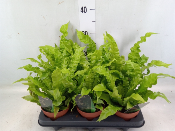 <h4>Asplenium nidus 'Crispy Wave'</h4>