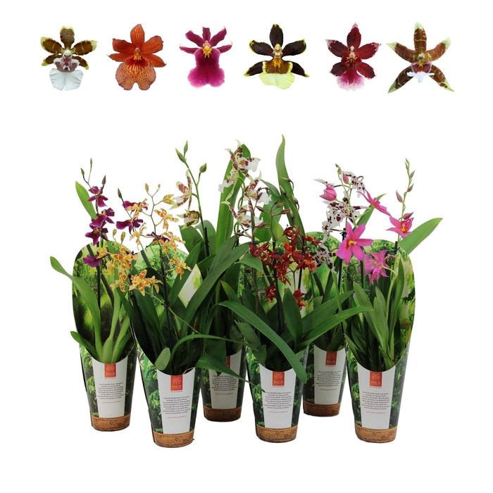 <h4>Inca Cambria mix 2 spike 9cm luxury jungle cover</h4>