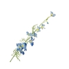 Delphinium Blue Light Extra