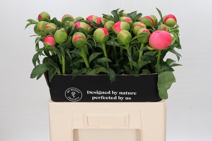 <h4>Paeonia Coral Sunset</h4>