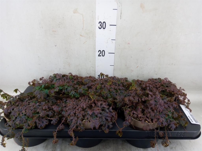 <h4>Selaginella   ...</h4>