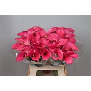 Calla Captain Romance