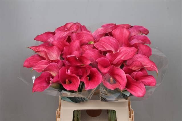 <h4>Calla Captain Romance</h4>
