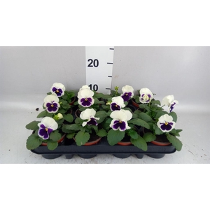 Viola wr. 'Colossus White wBlotch'