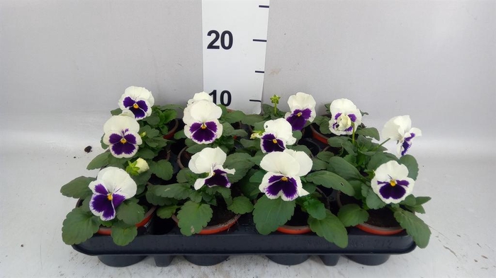 <h4>Viola wr. 'Colossus White wBlotch'</h4>