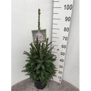 PICEA GL SUPER GREEN