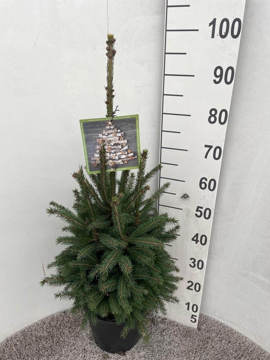 <h4>PICEA GL SUPER GREEN</h4>