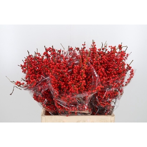 Ilex Ve Rode Bes Extra