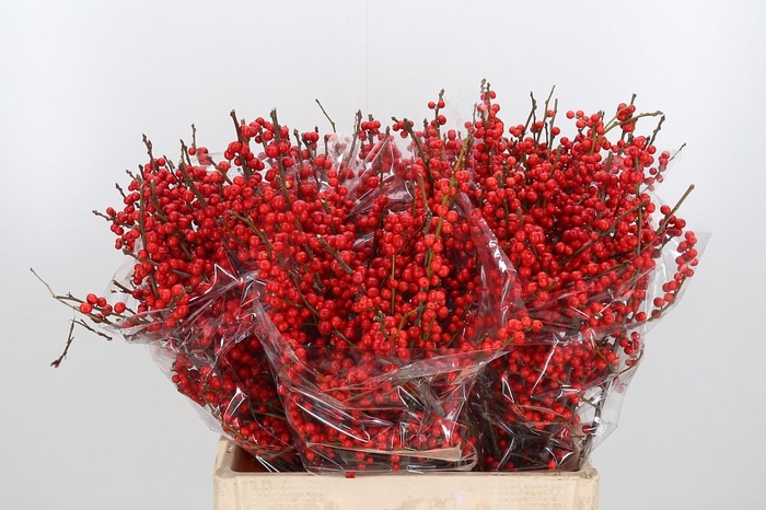 <h4>Ilex Ve Rode Bes Extra</h4>