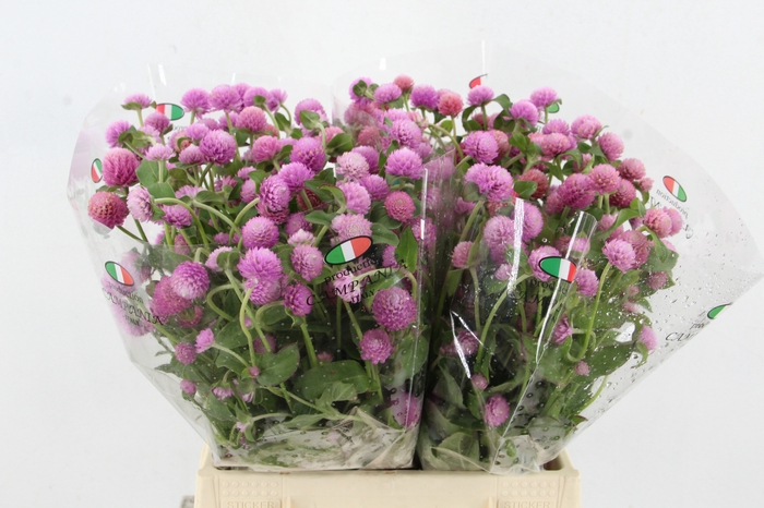 <h4>GOMPHRENA LAVANDER</h4>