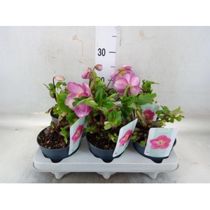 Helleborus  'Verboom Sifra'