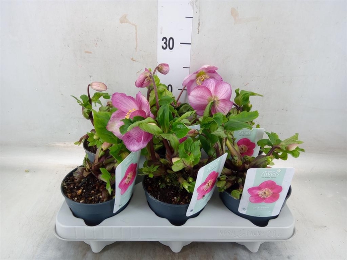 <h4>Helleborus  'Verboom Sifra'</h4>