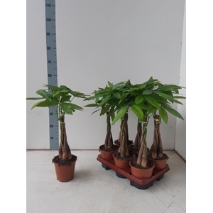 PACHIRA AQUATICA