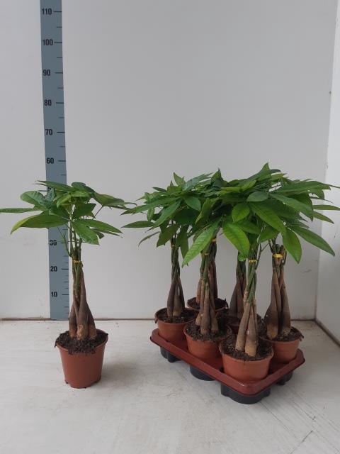 PACHIRA AQUATICA